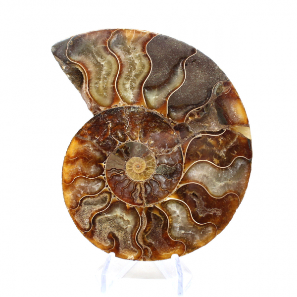 Ammonite fossile de Madagascar