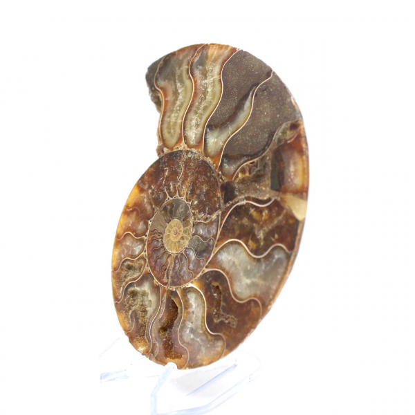 Ammonite fossile de Madagascar