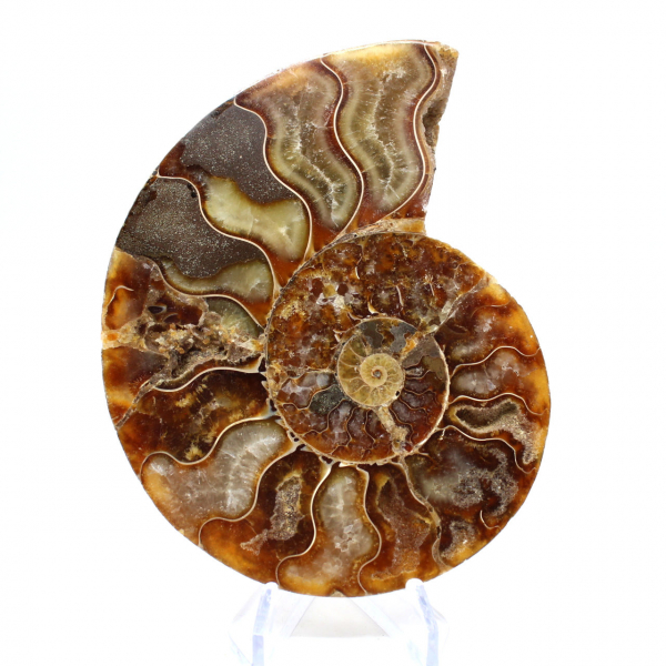 Fossile d'ammonite une pièce