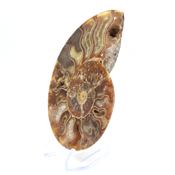 Fossile d'ammonite une pièce