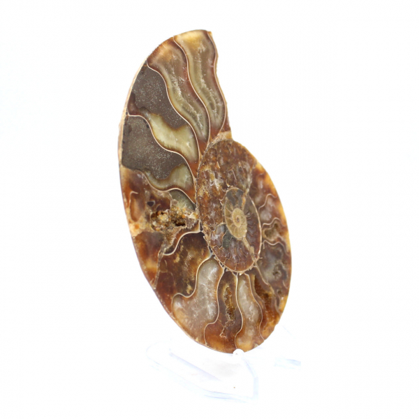 Fossile d'ammonite une pièce