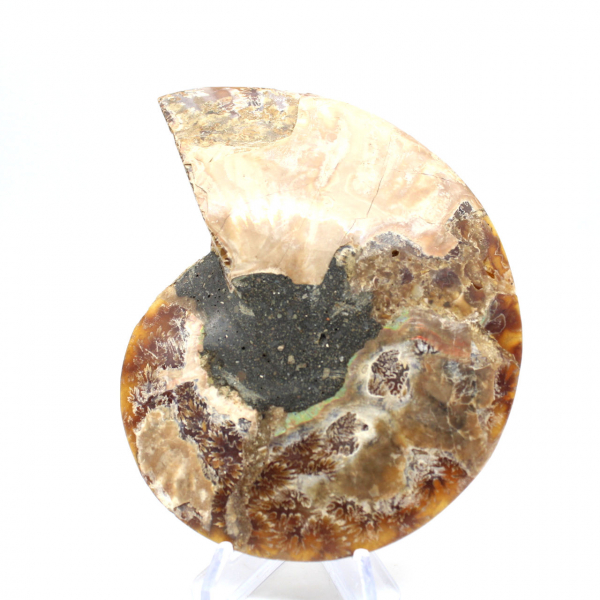 Fossile d'ammonite une pièce