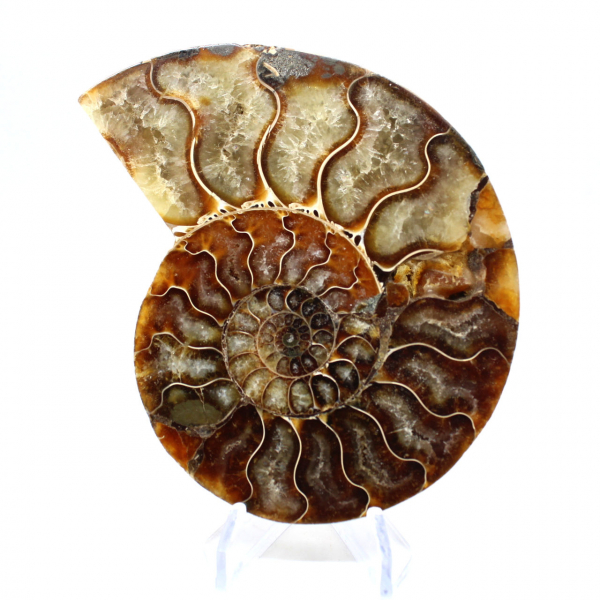 Ammonite fossile polie de Madagascar