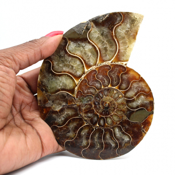 Ammonite une pièce