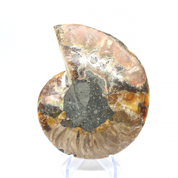 Ammonite une pièce