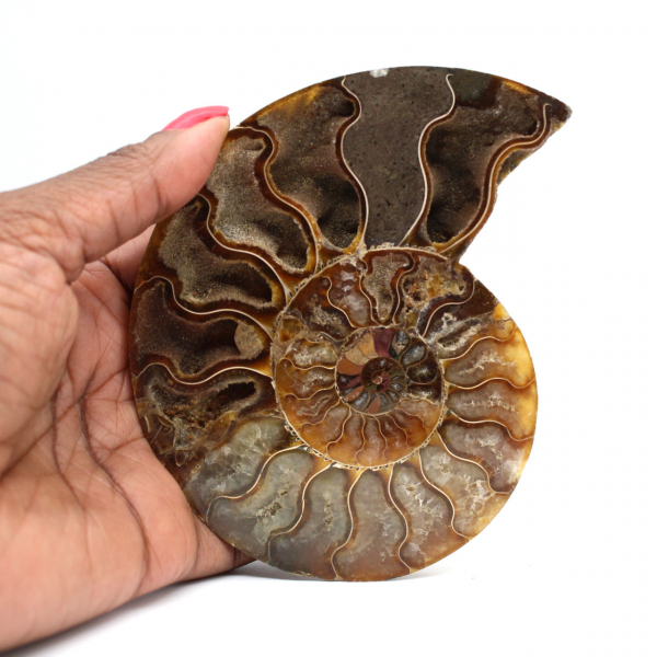 Ammonite fossilisée