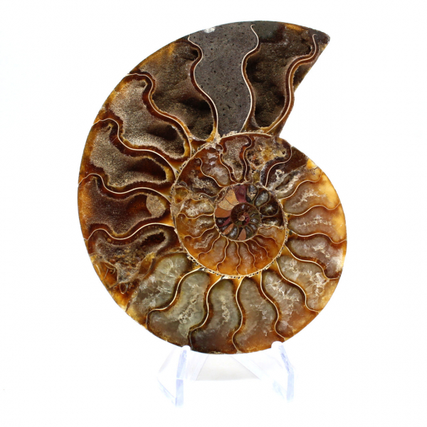 Ammonite fossilisée