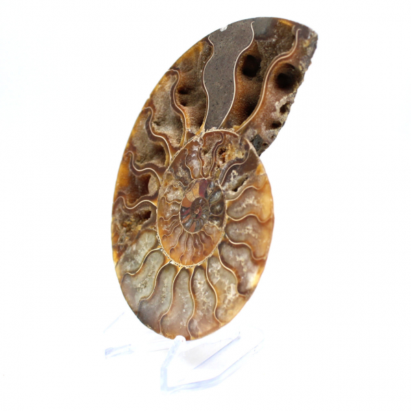 Ammonite fossilisée