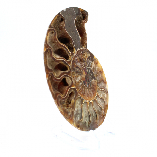 Ammonite fossilisée