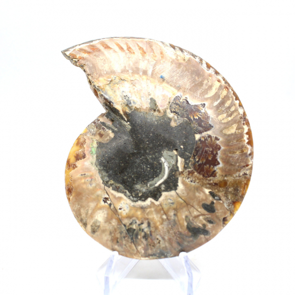 Ammonite fossilisée