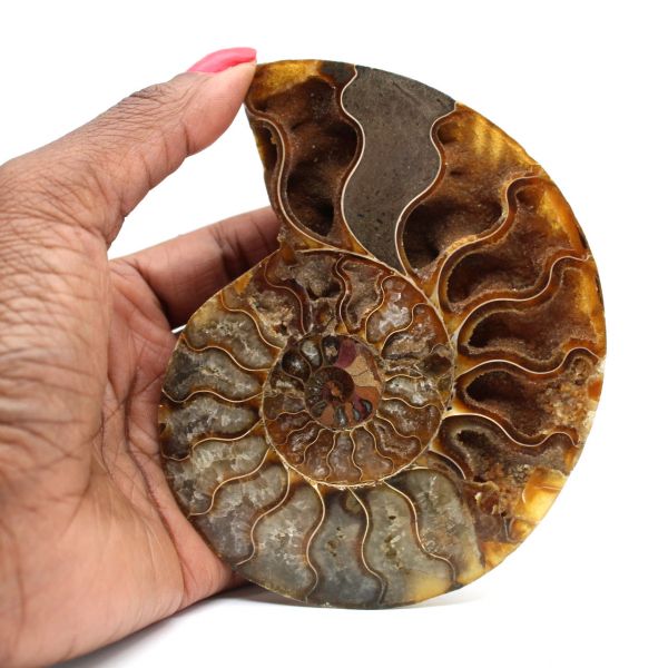 Ammonite de Madagascar