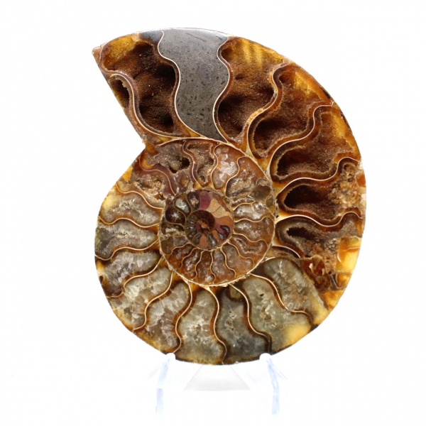 Ammonite de Madagascar