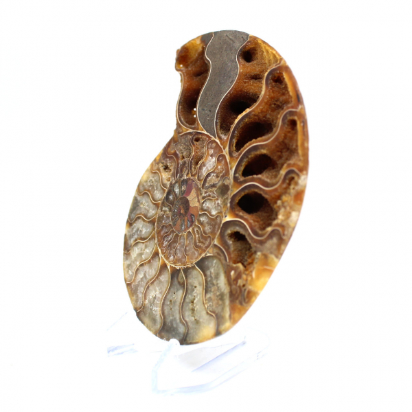 Ammonite de Madagascar