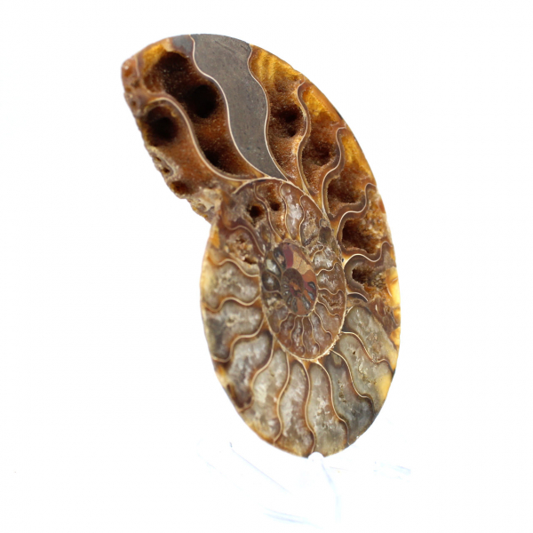 Ammonite de Madagascar