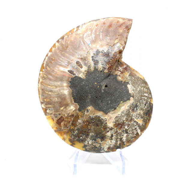 Ammonite de Madagascar