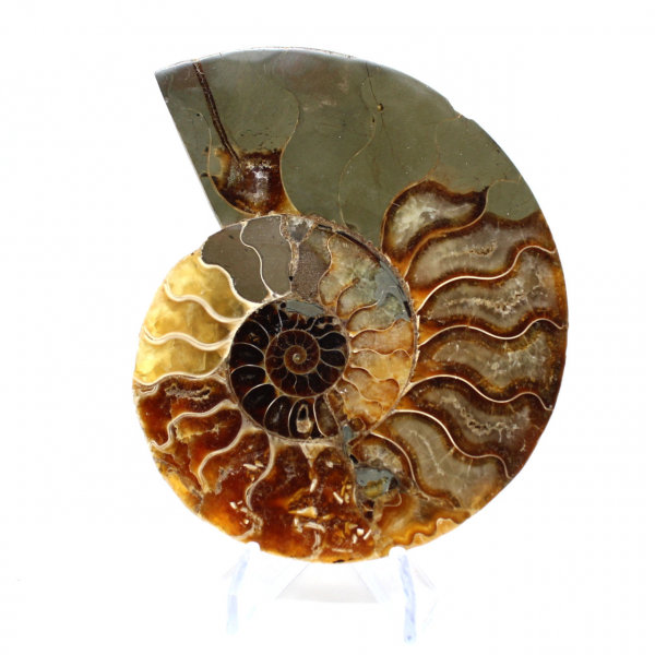 Ammonite