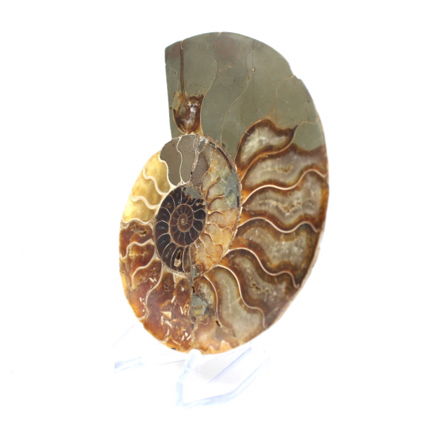 Ammonite