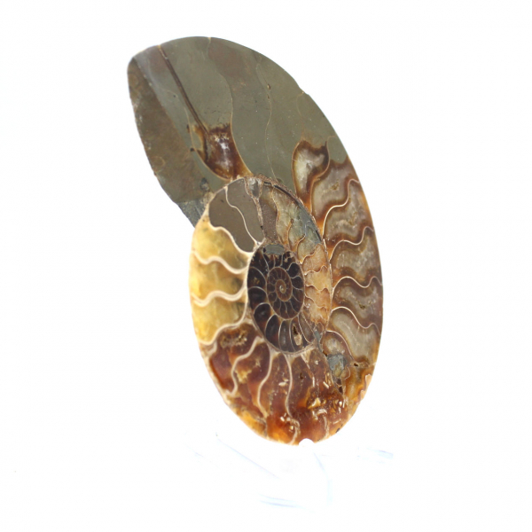 Ammonite