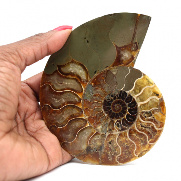 Ammonite sciée polie