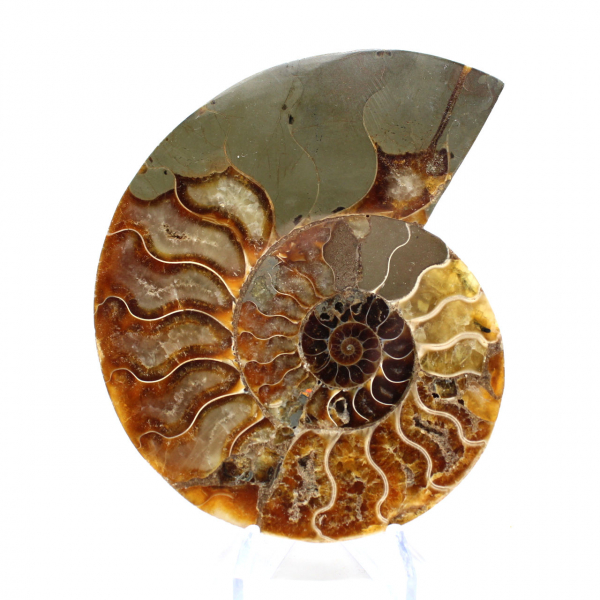 Ammonite sciée polie