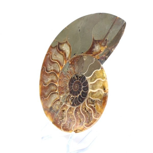 Ammonite sciée polie