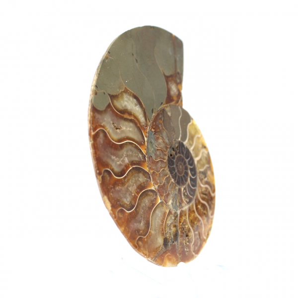 Ammonite sciée polie