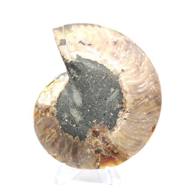 Ammonite sciée polie