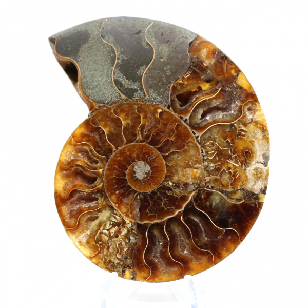 Ammonite fossilisée polie