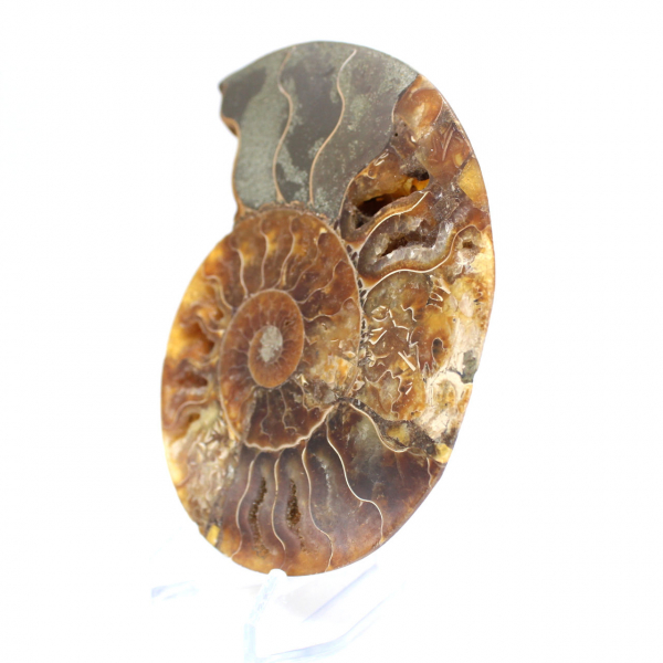 Ammonite fossilisée polie