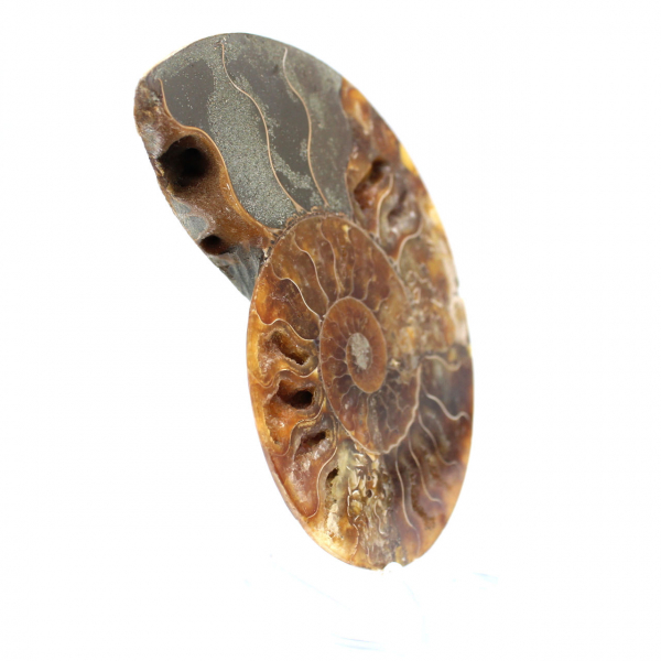 Ammonite fossilisée polie