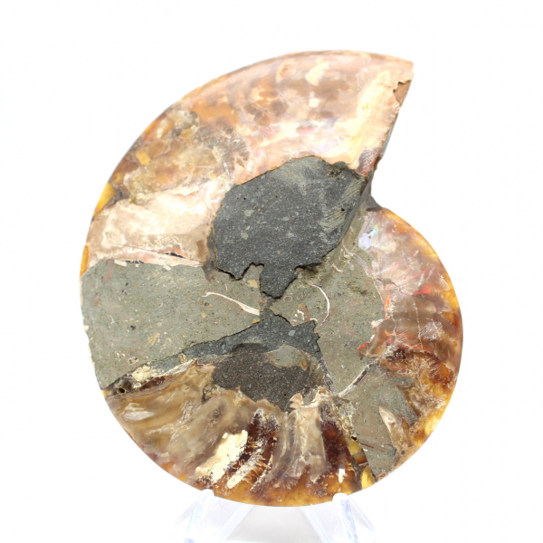 Ammonite fossilisée polie