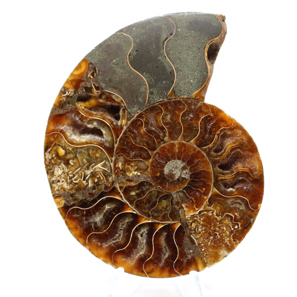 Ammonite naturelle fossile