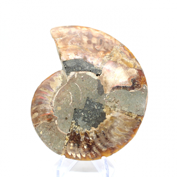 Ammonite naturelle fossile