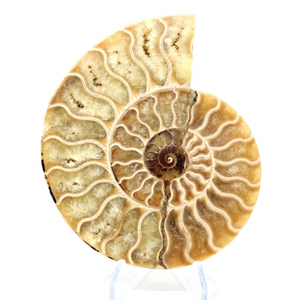 Fossile d'ammonite poli