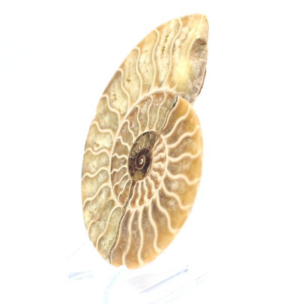 Fossile d'ammonite poli