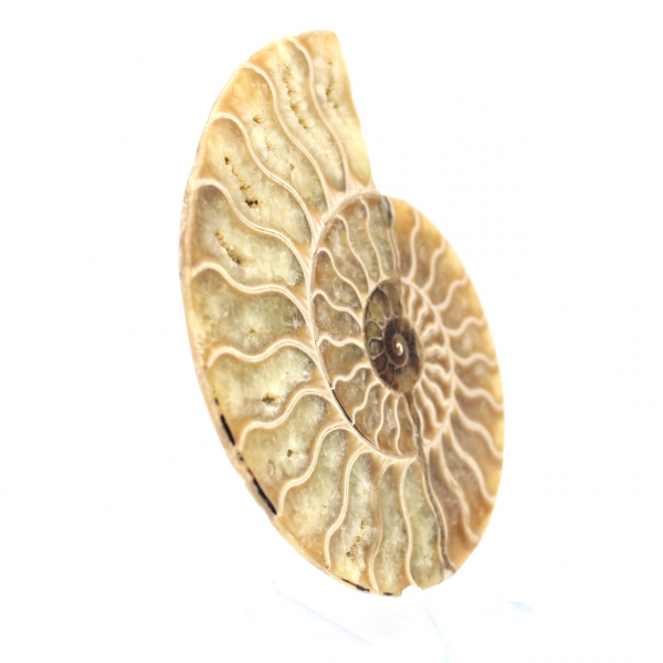 Fossile d'ammonite poli