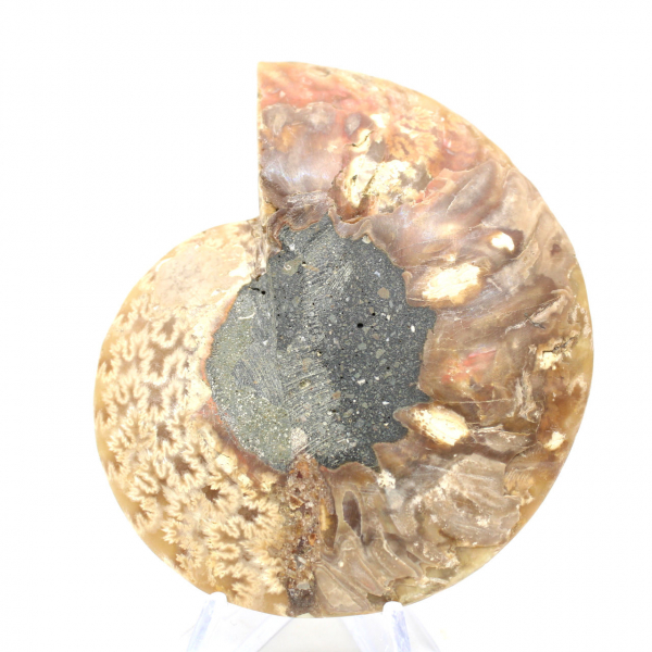 Fossile d'ammonite poli