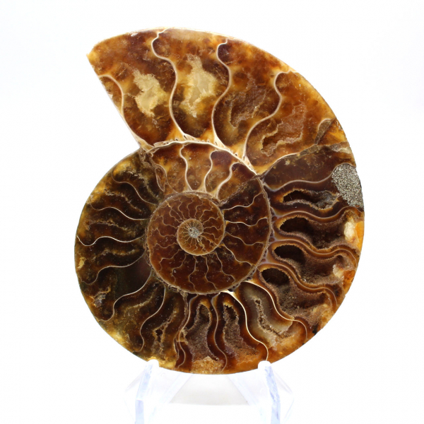 Fossile d'ammonite une pièce