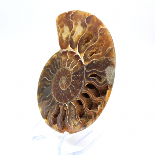 Fossile d'ammonite une pièce