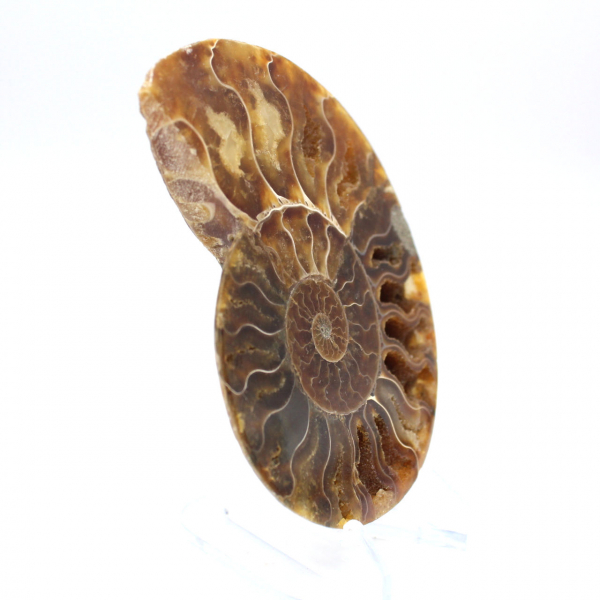 Fossile d'ammonite une pièce