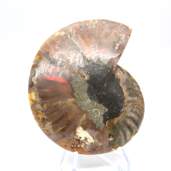 Fossile d'ammonite une pièce