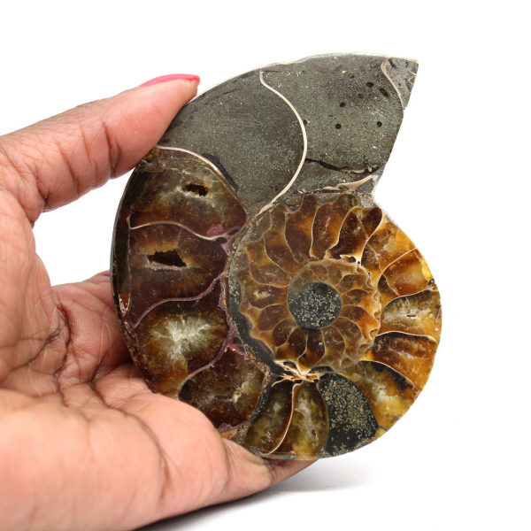 Ammonite une pièce