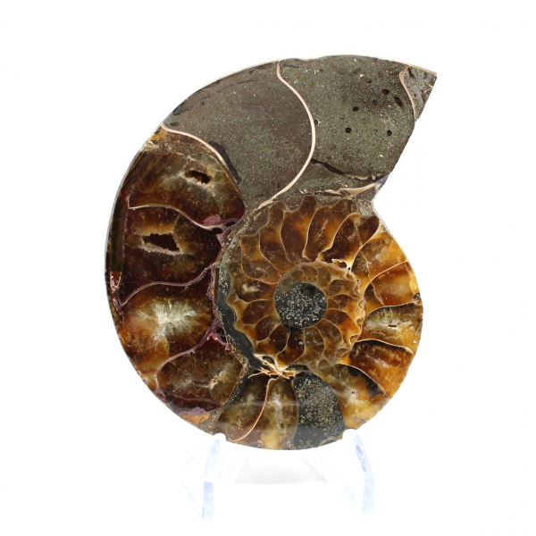 Ammonite une pièce