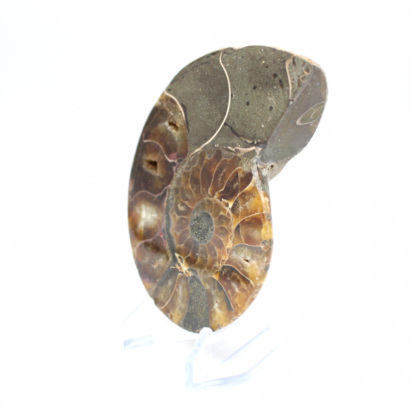 Ammonite une pièce