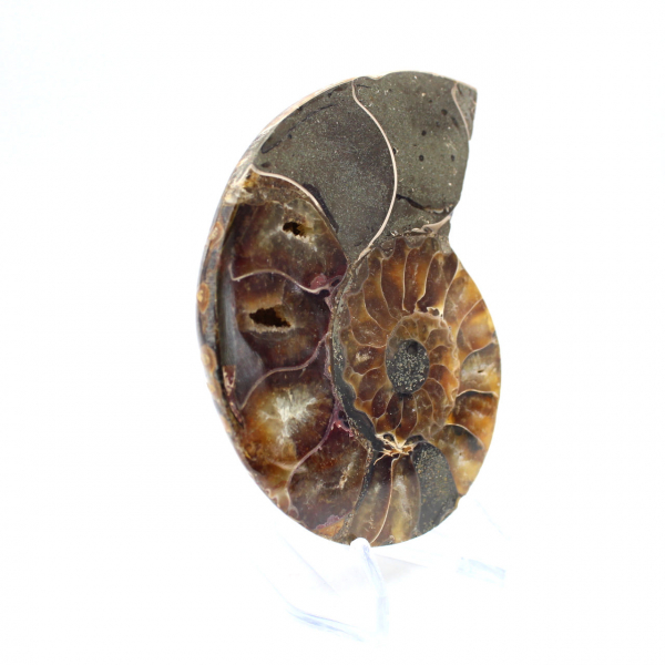 Ammonite une pièce