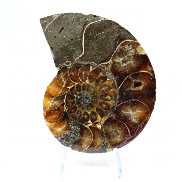 Ammonite fossilisée