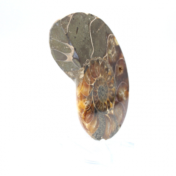 Ammonite fossilisée