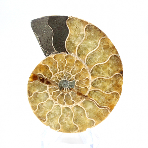 Ammonite de Madagascar