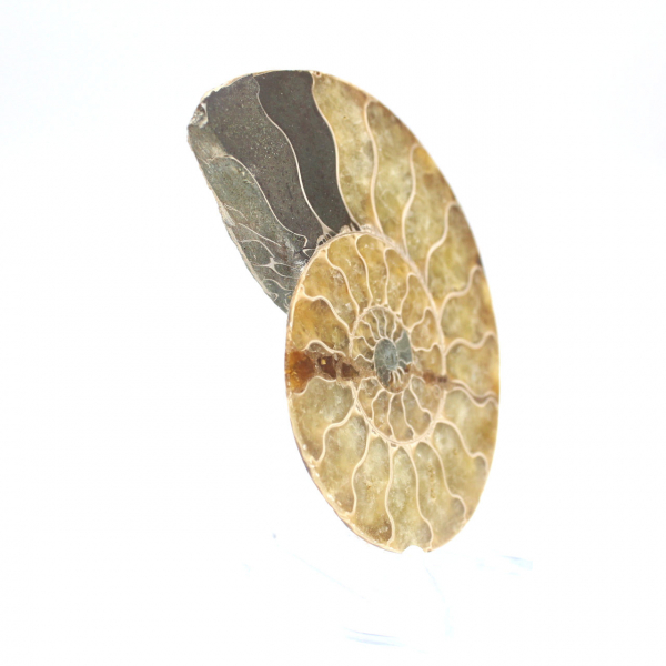 Ammonite de Madagascar