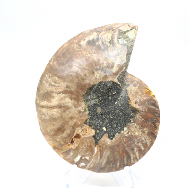 Ammonite de Madagascar